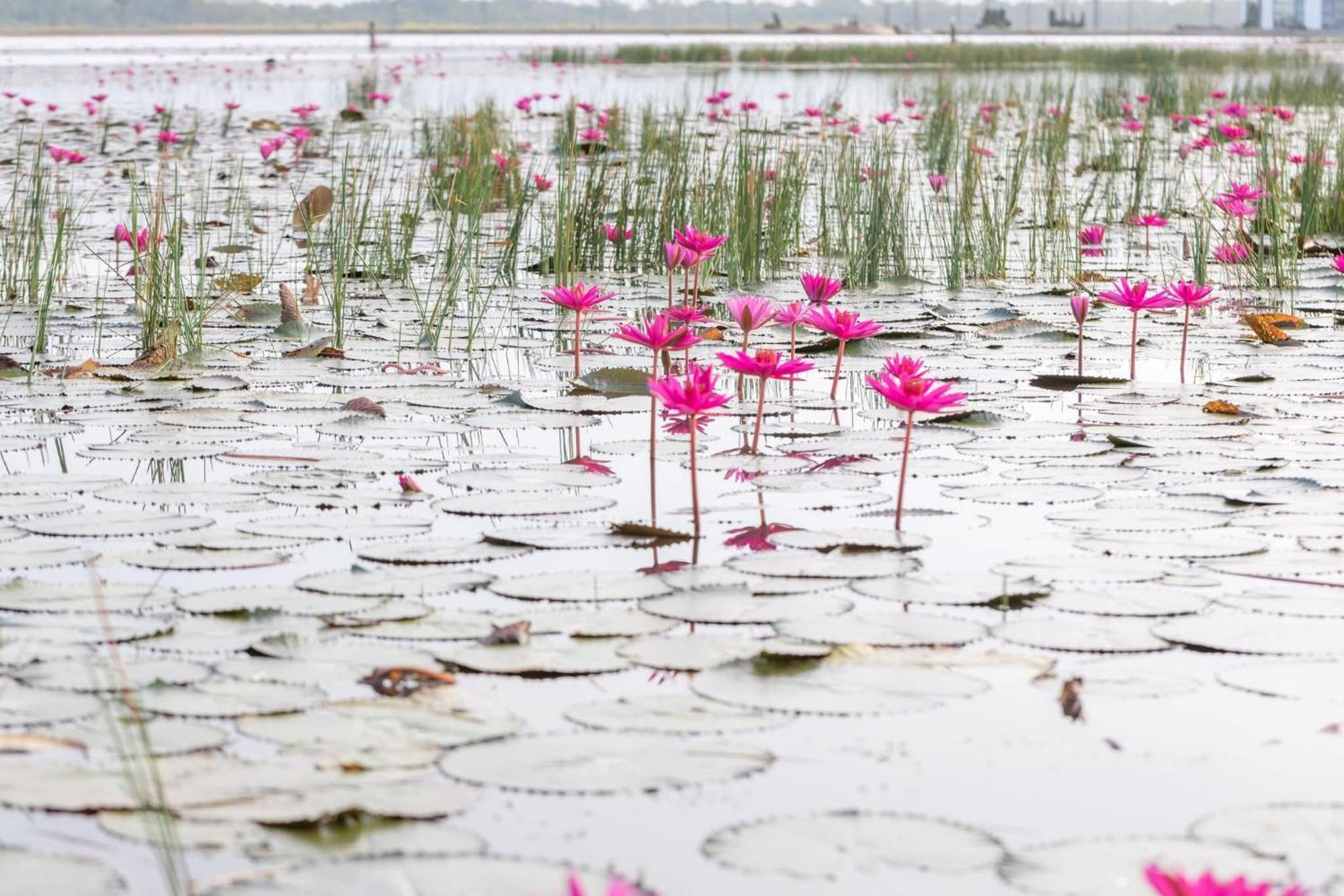 Wonderland Suites And Resort สีหนุวิลล์ ภายนอก รูปภาพ